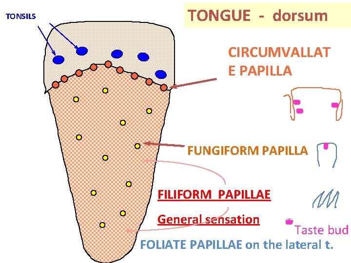 TONSILS TONGUE - dorsum CIRCUMVALLAT E PAPILLA Trench FUNGIFORM PAPILLA FILIFORM PAPILLAE General sensation