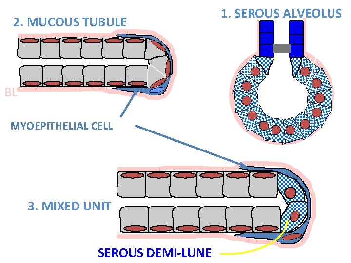 2. MUCOUS TUBULE BL MYOEPITHELIAL CELL 3. MIXED UNIT with SEROUS DEMI-LUNE 1. SEROUS