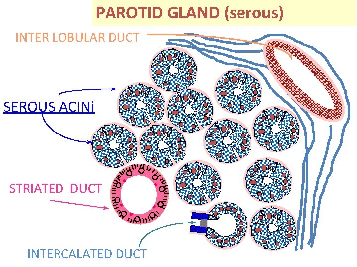 PAROTID GLAND (serous) INTER LOBULAR DUCT SEROUS ACINi STRIATED DUCT INTERCALATED DUCT 