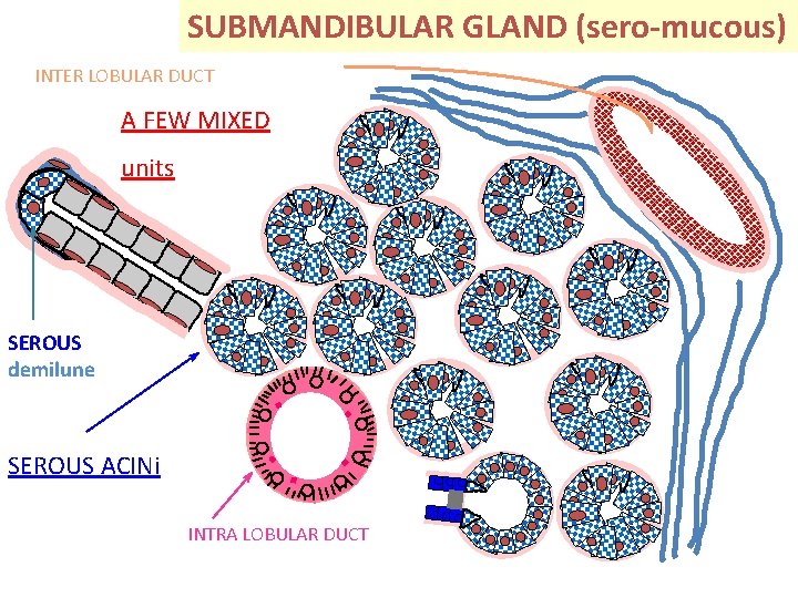 SUBMANDIBULAR GLAND (sero-mucous) INTER LOBULAR DUCT A FEW MIXED units SEROUS demilune SEROUS ACINi