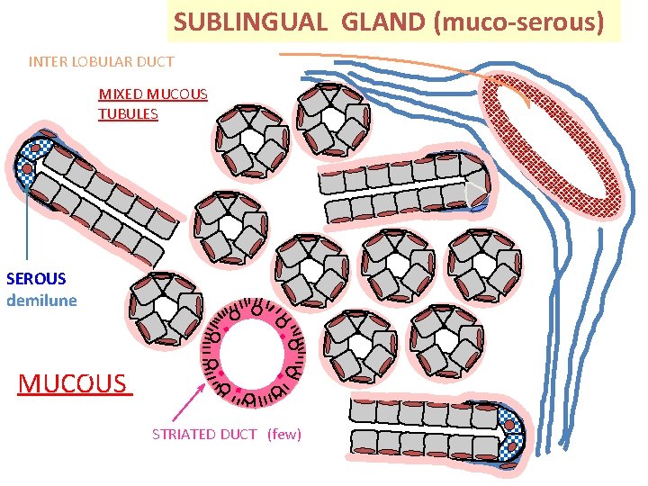 SUBLINGUAL GLAND (muco-serous) INTER LOBULAR DUCT MIXED MUCOUS TUBULES SEROUS demilune MUCOUS LE STRIATED