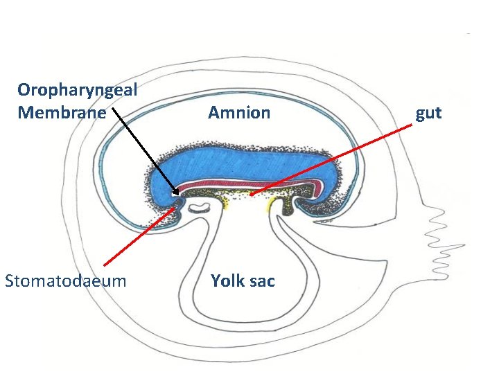 Oropharyngeal Membrane Stomatodaeum Amnion Yolk sac gut 