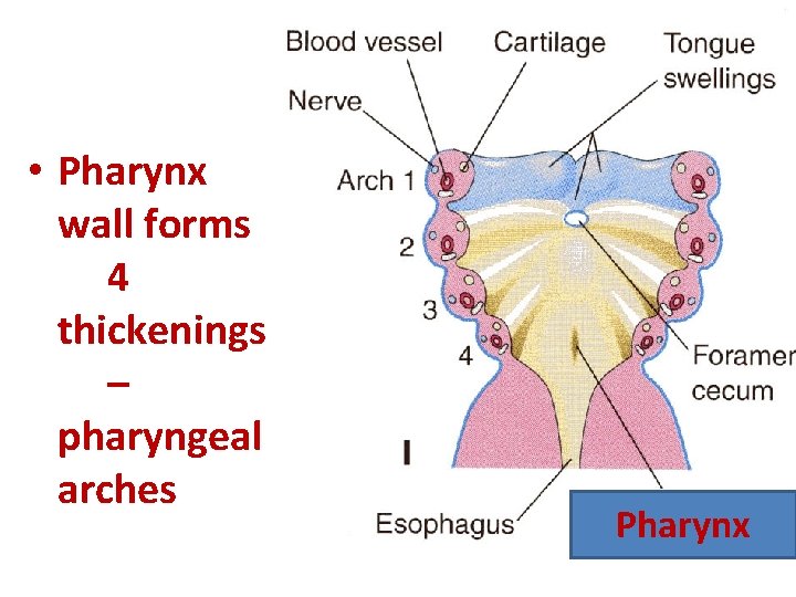  • Pharynx wall forms 4 thickenings – pharyngeal arches Pharynx 