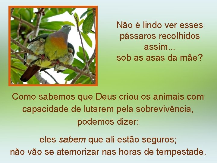 Não é lindo ver esses pássaros recolhidos assim. . . sob as asas da Não é lindo ver esses pássaros recolhidos assim. . . sob as asas da