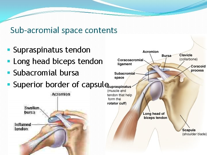 Sub-acromial space contents § § Supraspinatus tendon Long head biceps tendon Subacromial bursa Superior Sub-acromial space contents § § Supraspinatus tendon Long head biceps tendon Subacromial bursa Superior