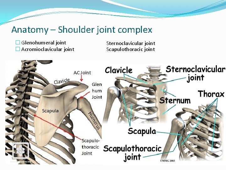 Anatomy – Shoulder joint complex � Glenohumeral joint � Acromioclavicular joint Sternoclavicular joint Scapulothoracic Anatomy – Shoulder joint complex � Glenohumeral joint � Acromioclavicular joint Sternoclavicular joint Scapulothoracic