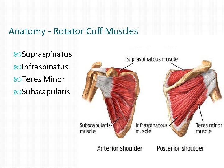 Anatomy - Rotator Cuff Muscles Supraspinatus Infraspinatus Teres Minor Subscapularis Anatomy - Rotator Cuff Muscles Supraspinatus Infraspinatus Teres Minor Subscapularis