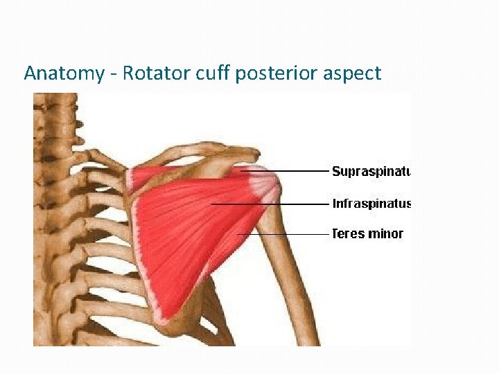 Anatomy - Rotator cuff posterior aspect Anatomy - Rotator cuff posterior aspect