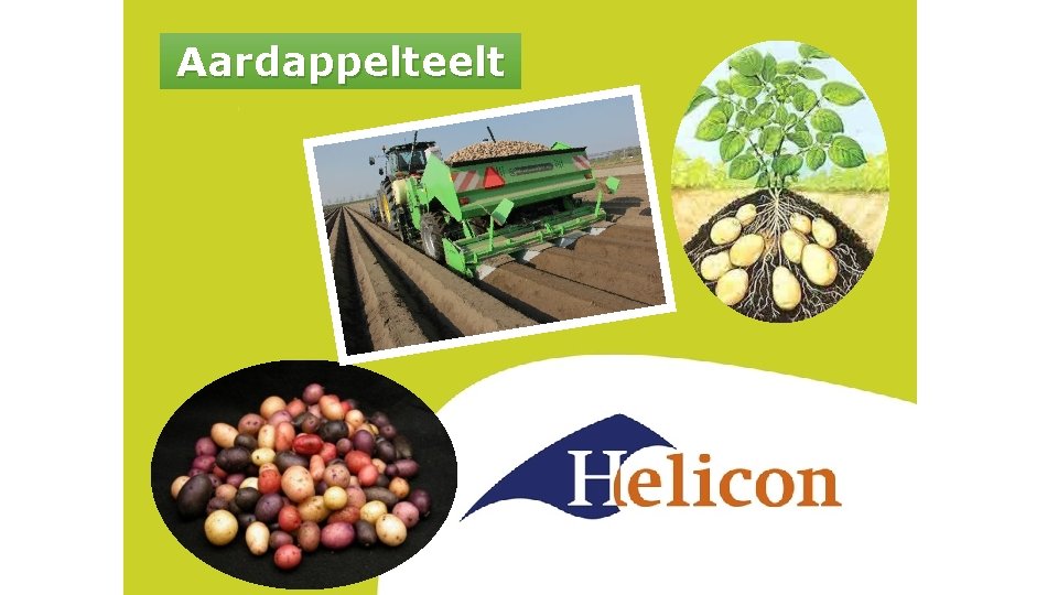 Aardappelteelt 