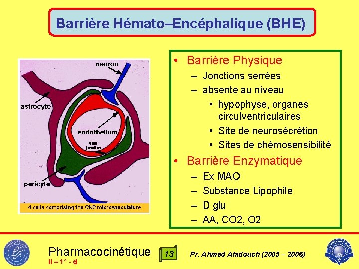 Barrière Hémato–Encéphalique (BHE) • Barrière Physique – Jonctions serrées – absente au niveau •