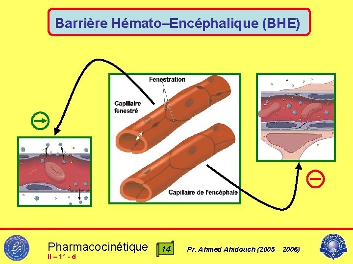 Barrière Hémato–Encéphalique (BHE) Pharmacocinétique II – 1° - d 14 Pr. Ahmed Ahidouch (2005