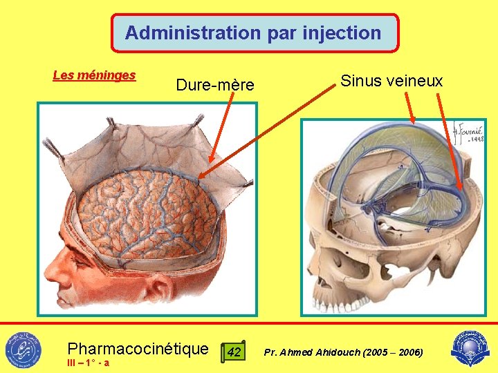 Administration par injection Les méninges Dure-mère Pharmacocinétique III – 1° - a 42 Sinus