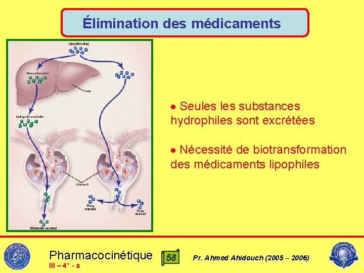 Élimination des médicaments Seules substances hydrophiles sont excrétées Nécessité de biotransformation des médicaments lipophiles