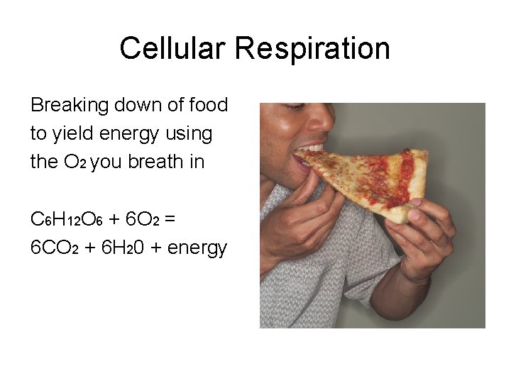 Cellular Respiration Breaking down of food to yield energy using the O 2 you