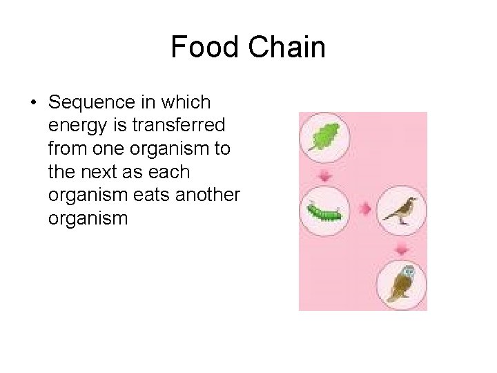 Food Chain • Sequence in which energy is transferred from one organism to the