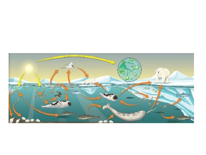 Food Chain – Food Web 