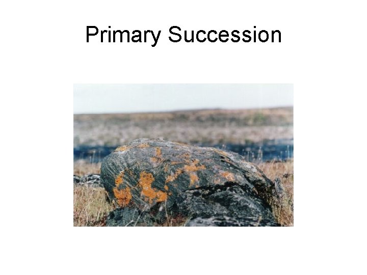 Primary Succession 