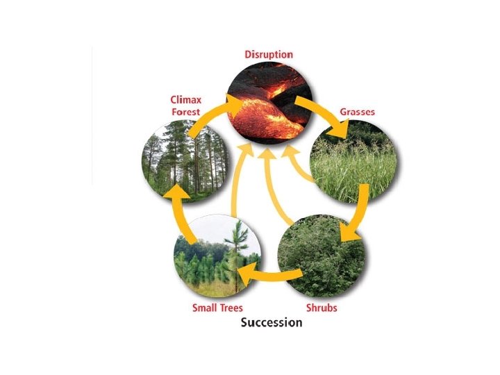 Ecological Succession 