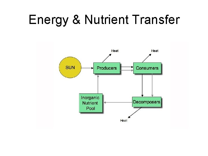 Energy & Nutrient Transfer 