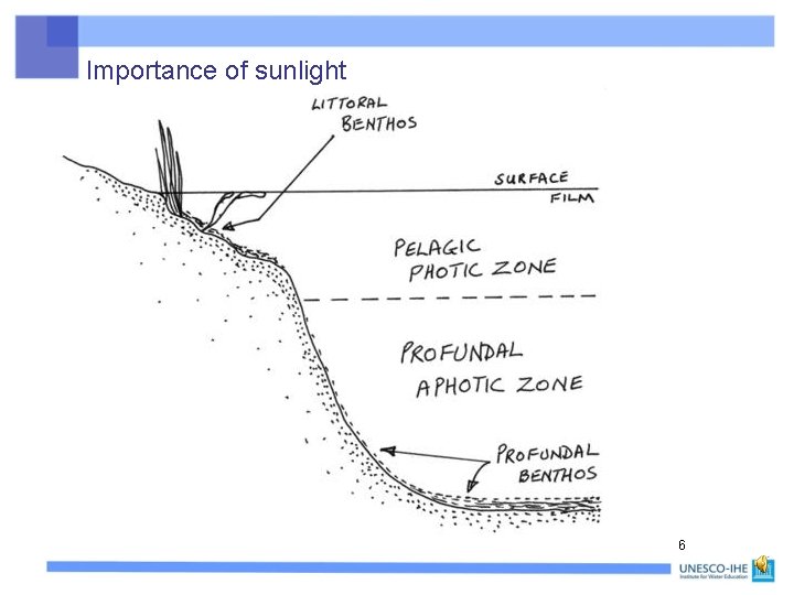 Importance of sunlight 6 