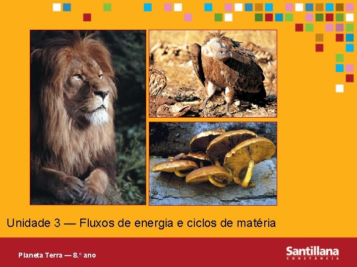 Unidade 3 — Fluxos de energia e ciclos de matéria Planeta Terra — 8.