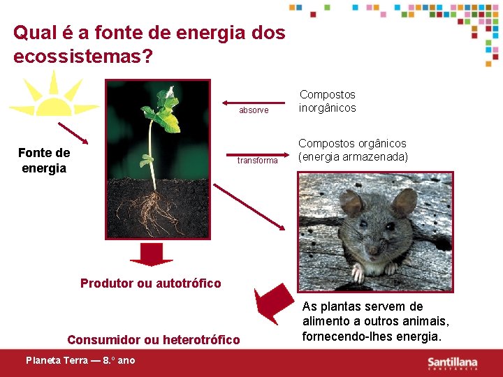 Qual é a fonte de energia dos ecossistemas? Fonte de energia absorve Compostos inorgânicos