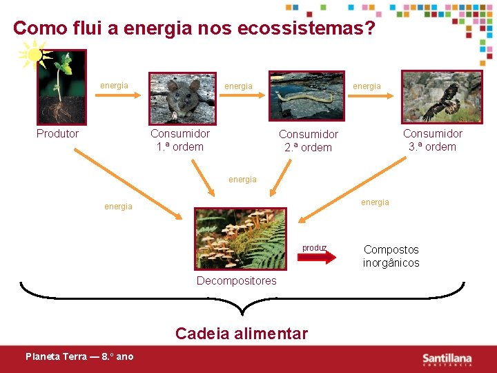 Como flui a energia nos ecossistemas? energia Produtor energia Consumidor 1. ª ordem energia