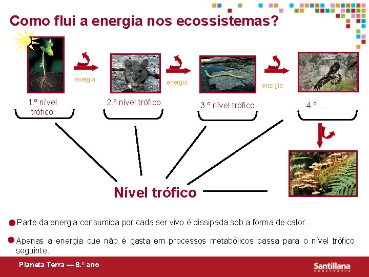 Como flui a energia nos ecossistemas? energia 1. º nível trófico energia 2. º