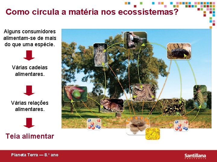 Como circula a matéria nos ecossistemas? Alguns consumidores alimentam-se de mais do que uma