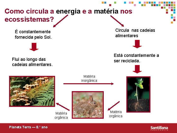 Como circula a energia e a matéria nos ecossistemas? Circula nas cadeias alimentares É