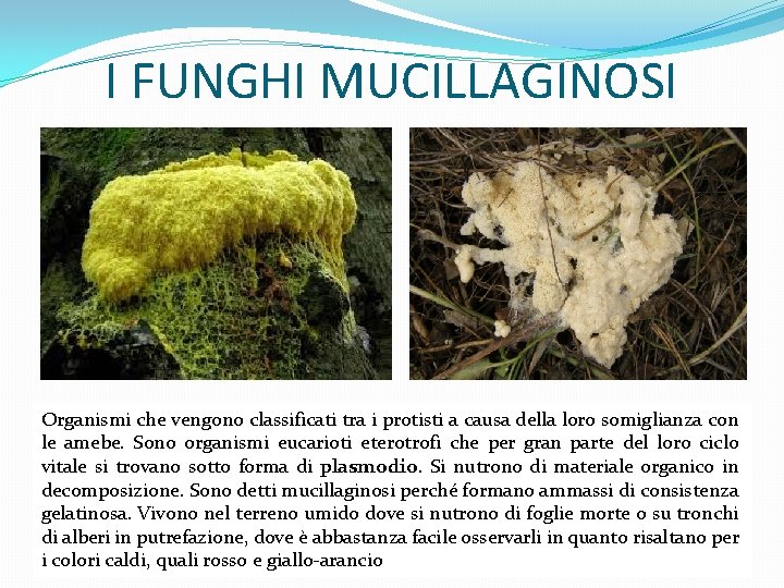 I FUNGHI MUCILLAGINOSI Organismi che vengono classificati tra i protisti a causa della loro