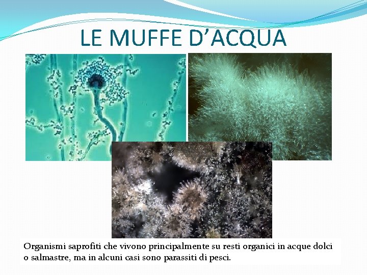 LE MUFFE D’ACQUA Organismi saprofiti che vivono principalmente su resti organici in acque dolci