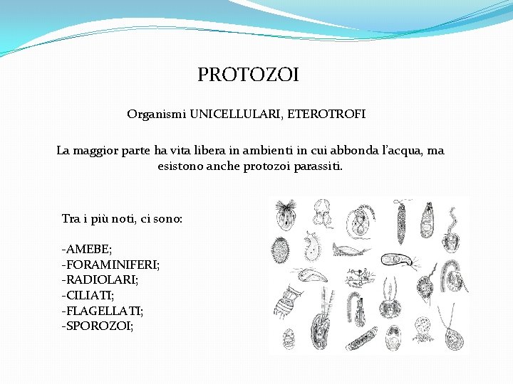 PROTOZOI Organismi UNICELLULARI, ETEROTROFI La maggior parte ha vita libera in ambienti in cui