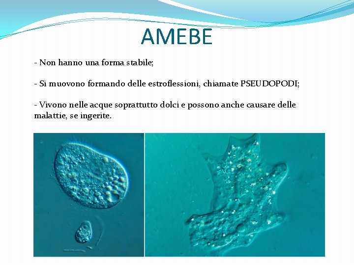 AMEBE - Non hanno una forma stabile; - Si muovono formando delle estroflessioni, chiamate