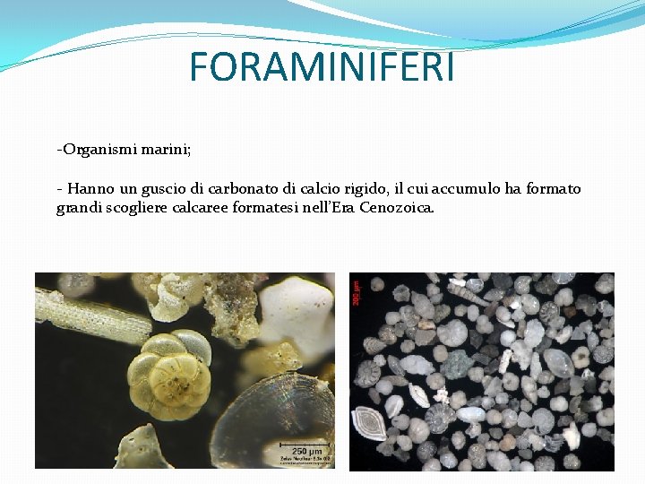 FORAMINIFERI -Organismi marini; - Hanno un guscio di carbonato di calcio rigido, il cui