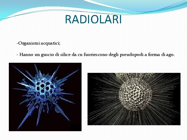 RADIOLARI -Organismi acquatici; - Hanno un guscio di silice da cu fuoriescono degli pseudopodi