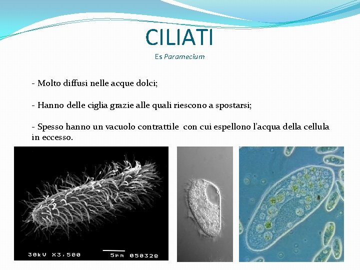 CILIATI Es Paramecium - Molto diffusi nelle acque dolci; - Hanno delle ciglia grazie