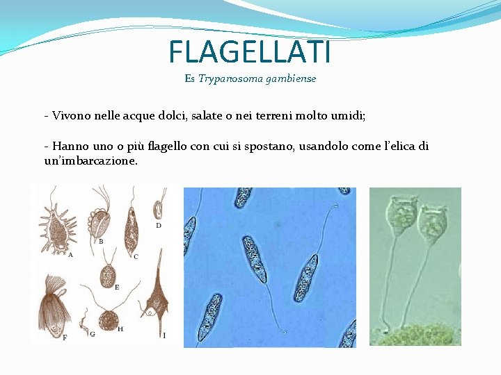 FLAGELLATI Es Trypanosoma gambiense - Vivono nelle acque dolci, salate o nei terreni molto