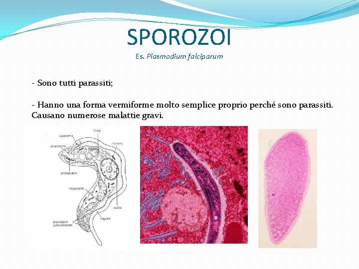SPOROZOI Es. Plasmodium falciparum - Sono tutti parassiti; - Hanno una forma vermiforme molto