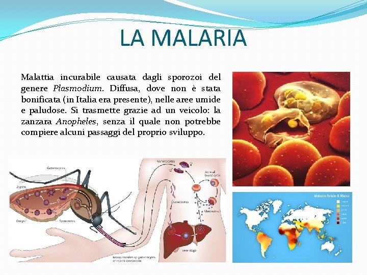 LA MALARIA Malattia incurabile causata dagli sporozoi del genere Plasmodium. Diffusa, dove non è