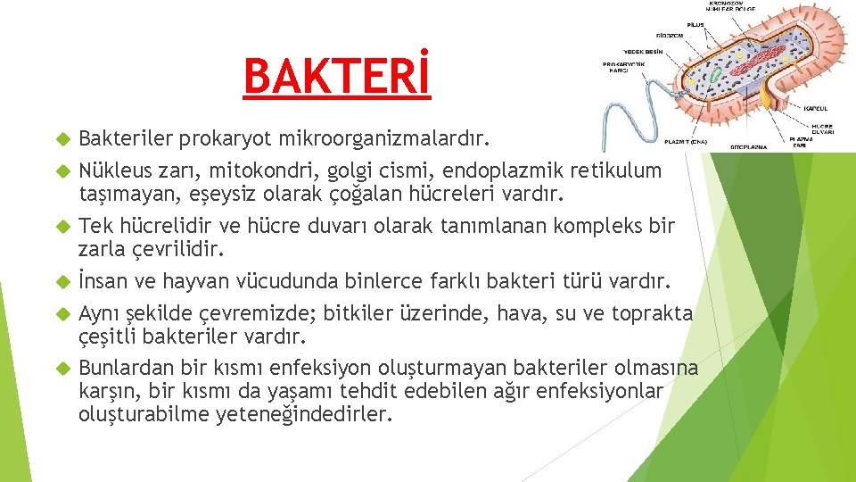 BAKTERİ Bakteriler prokaryot mikroorganizmalardır. Nükleus zarı, mitokondri, golgi cismi, endoplazmik retikulum taşımayan, eşeysiz olarak BAKTERİ Bakteriler prokaryot mikroorganizmalardır. Nükleus zarı, mitokondri, golgi cismi, endoplazmik retikulum taşımayan, eşeysiz olarak