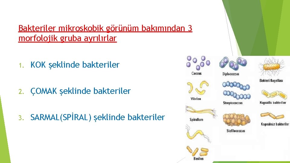 Bakteriler mikroskobik görünüm bakımından 3 morfolojik gruba ayrılırlar 1. KOK şeklinde bakteriler 2. ÇOMAK Bakteriler mikroskobik görünüm bakımından 3 morfolojik gruba ayrılırlar 1. KOK şeklinde bakteriler 2. ÇOMAK