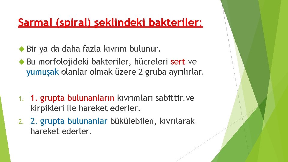 Sarmal (spiral) şeklindeki bakteriler: Bir ya da daha fazla kıvrım bulunur. Bu morfolojideki bakteriler, Sarmal (spiral) şeklindeki bakteriler: Bir ya da daha fazla kıvrım bulunur. Bu morfolojideki bakteriler,