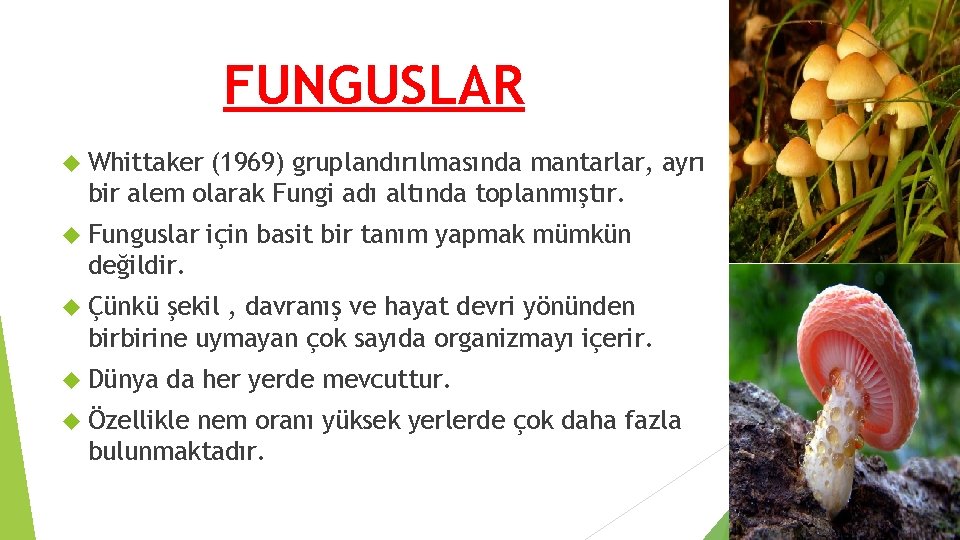 FUNGUSLAR Whittaker (1969) gruplandırılmasında mantarlar, ayrı bir alem olarak Fungi adı altında toplanmıştır. Funguslar FUNGUSLAR Whittaker (1969) gruplandırılmasında mantarlar, ayrı bir alem olarak Fungi adı altında toplanmıştır. Funguslar