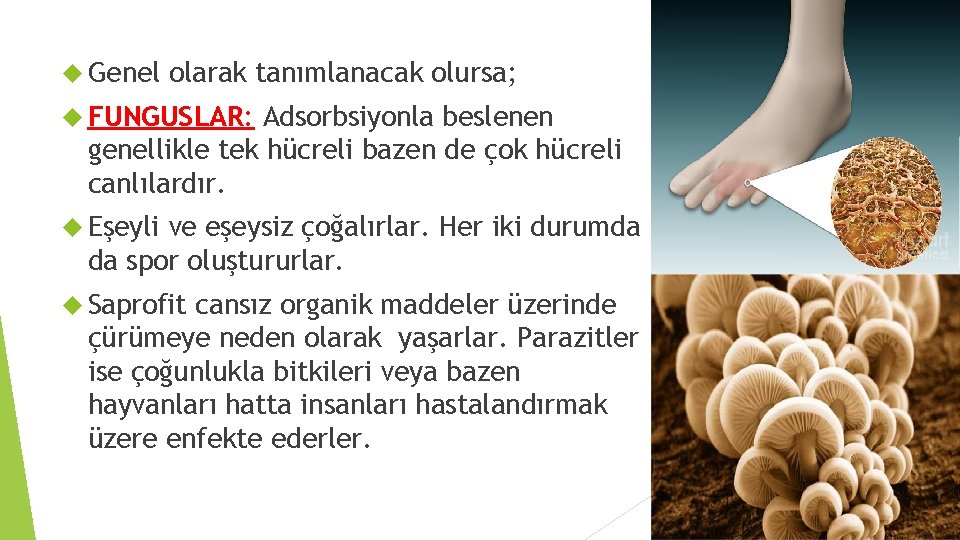 Genel olarak tanımlanacak olursa; FUNGUSLAR: Adsorbsiyonla beslenen genellikle tek hücreli bazen de çok Genel olarak tanımlanacak olursa; FUNGUSLAR: Adsorbsiyonla beslenen genellikle tek hücreli bazen de çok