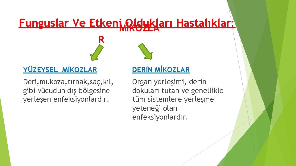 Funguslar Ve Etkeni. MİKOZLA Oldukları Hastalıklar: R YÜZEYSEL MİKOZLAR DERİN MİKOZLAR Deri, mukoza, tırnak, Funguslar Ve Etkeni. MİKOZLA Oldukları Hastalıklar: R YÜZEYSEL MİKOZLAR DERİN MİKOZLAR Deri, mukoza, tırnak,
