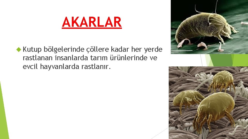 AKARLAR Kutup bölgelerinde çöllere kadar her yerde rastlanan insanlarda tarım ürünlerinde ve evcil hayvanlarda AKARLAR Kutup bölgelerinde çöllere kadar her yerde rastlanan insanlarda tarım ürünlerinde ve evcil hayvanlarda