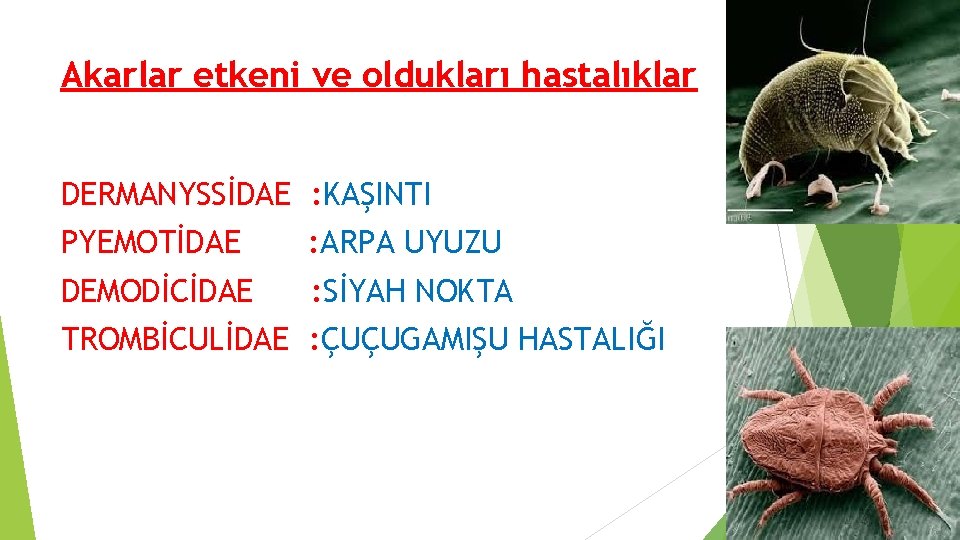 Akarlar etkeni ve oldukları hastalıklar DERMANYSSİDAE : KAŞINTI PYEMOTİDAE : ARPA UYUZU DEMODİCİDAE : Akarlar etkeni ve oldukları hastalıklar DERMANYSSİDAE : KAŞINTI PYEMOTİDAE : ARPA UYUZU DEMODİCİDAE :