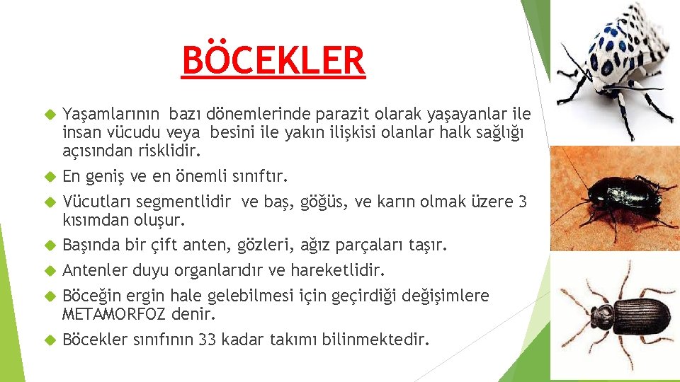 BÖCEKLER Yaşamlarının bazı dönemlerinde parazit olarak yaşayanlar ile insan vücudu veya besini ile yakın BÖCEKLER Yaşamlarının bazı dönemlerinde parazit olarak yaşayanlar ile insan vücudu veya besini ile yakın