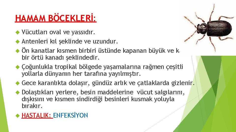 HAMAM BÖCEKLERİ: Vücutları oval ve yassıdır. Antenleri kıl şeklinde ve uzundur. Ön kanatlar kısmen HAMAM BÖCEKLERİ: Vücutları oval ve yassıdır. Antenleri kıl şeklinde ve uzundur. Ön kanatlar kısmen